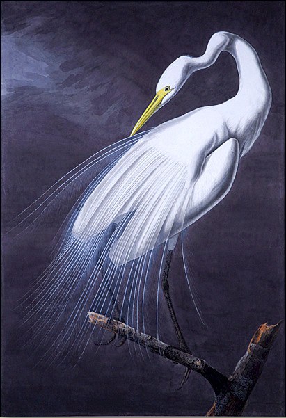John James Audubon Great Egret